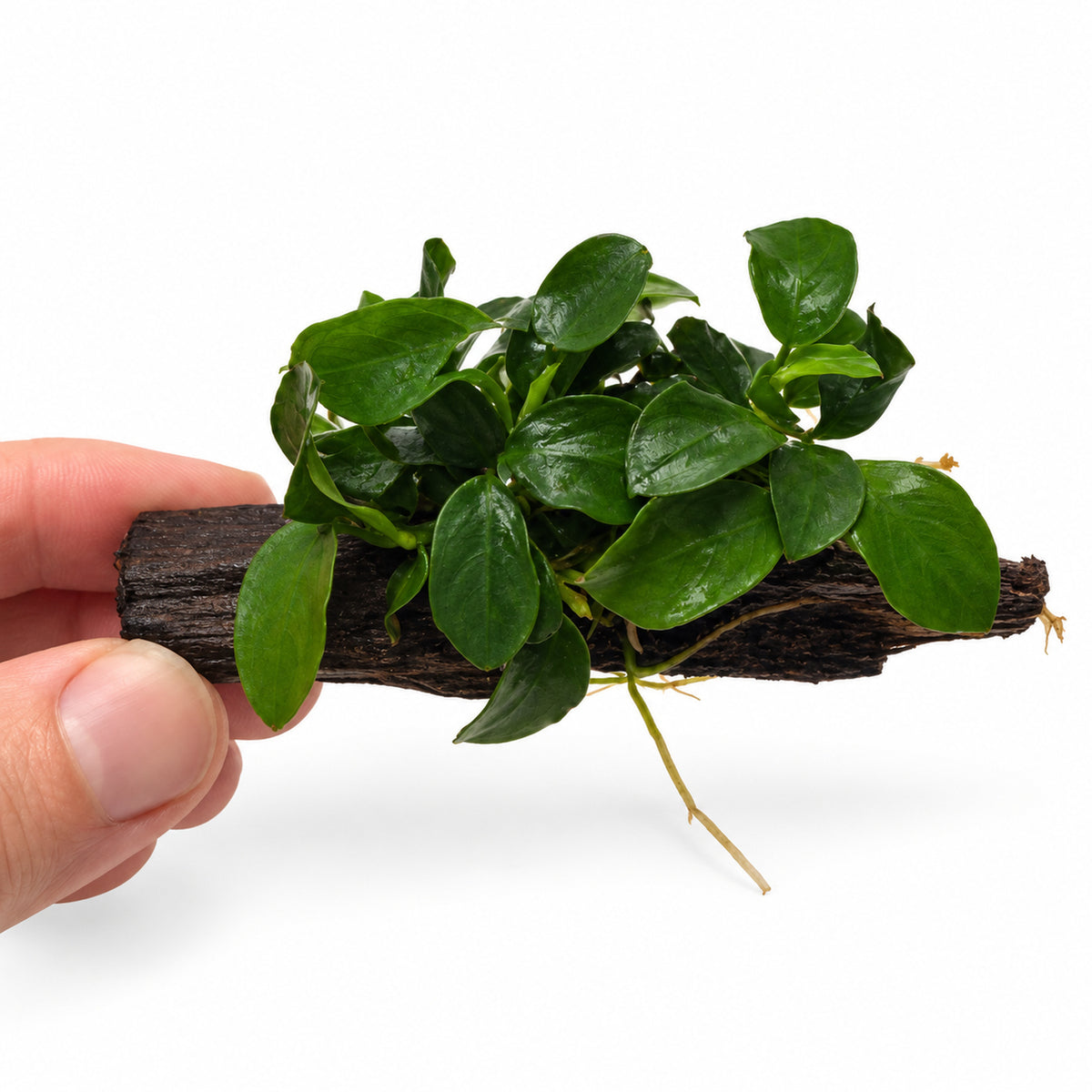 Anubias bonsai on Driftwood - Mini