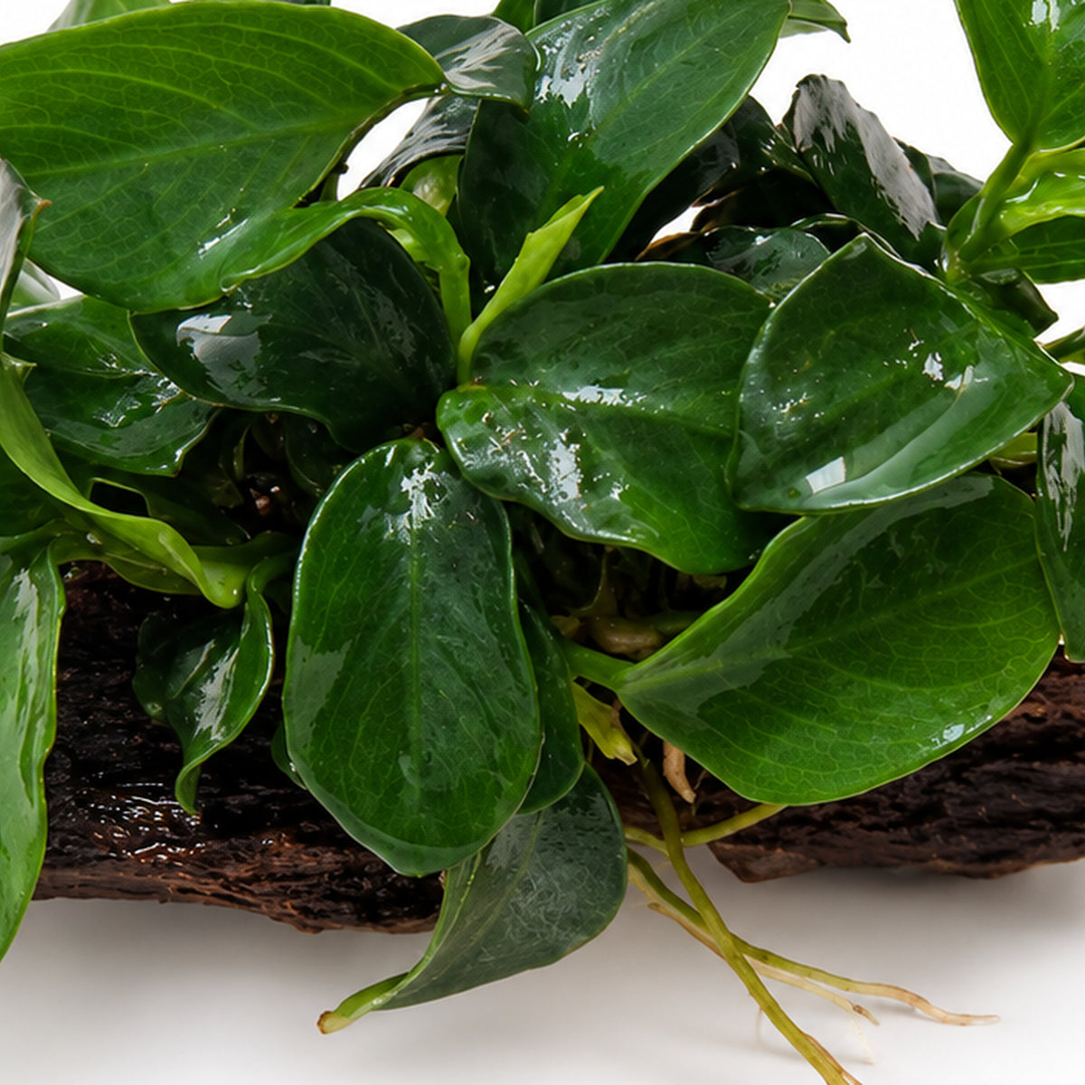 Anubias bonsai on Driftwood - Mini