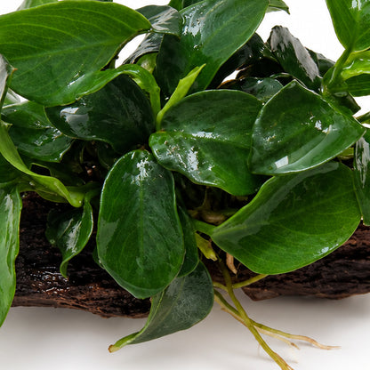 Anubias bonsai on Driftwood - Mini