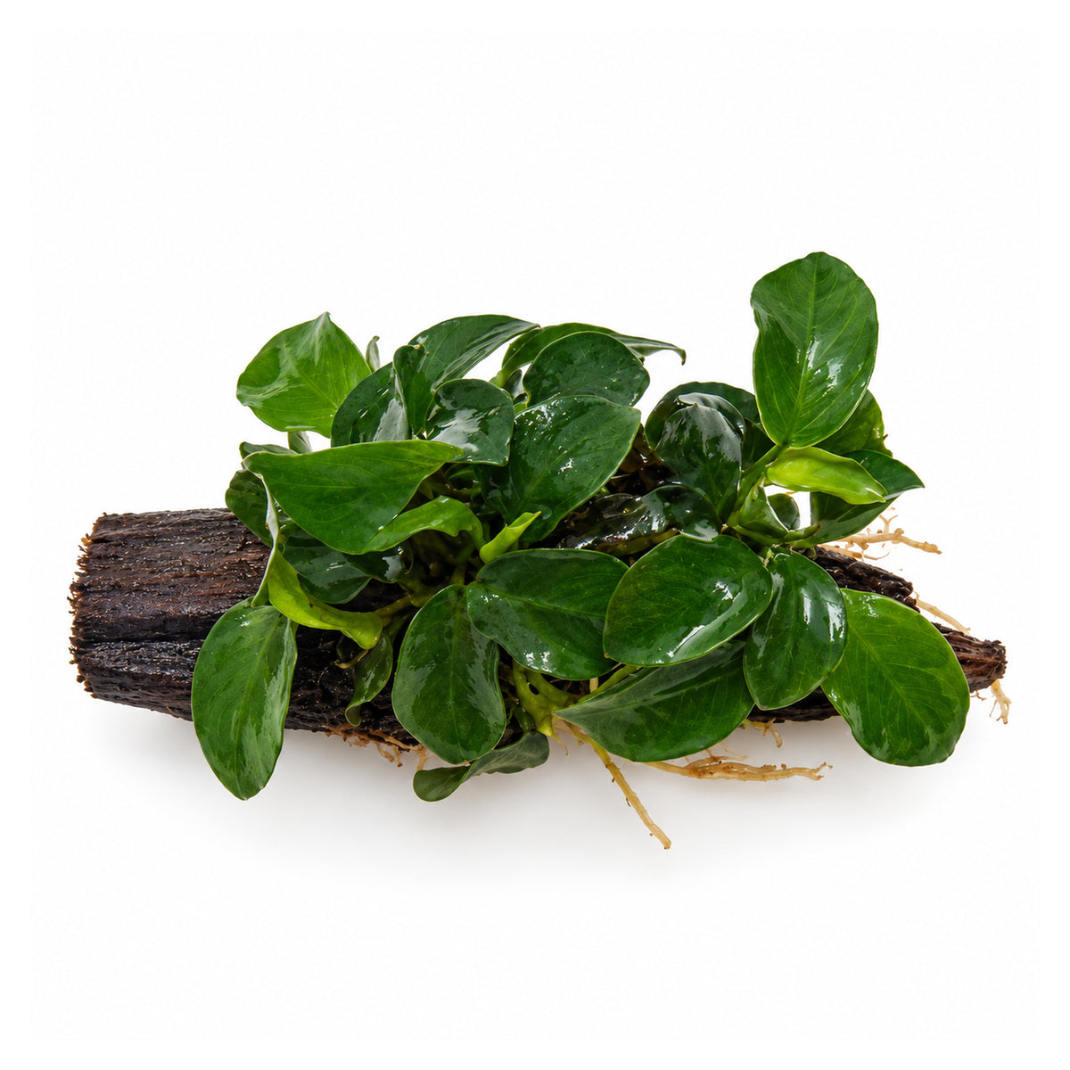 Anubias bonsai on Driftwood - Mini