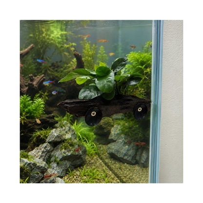 Anubias on Driftwood - Floating