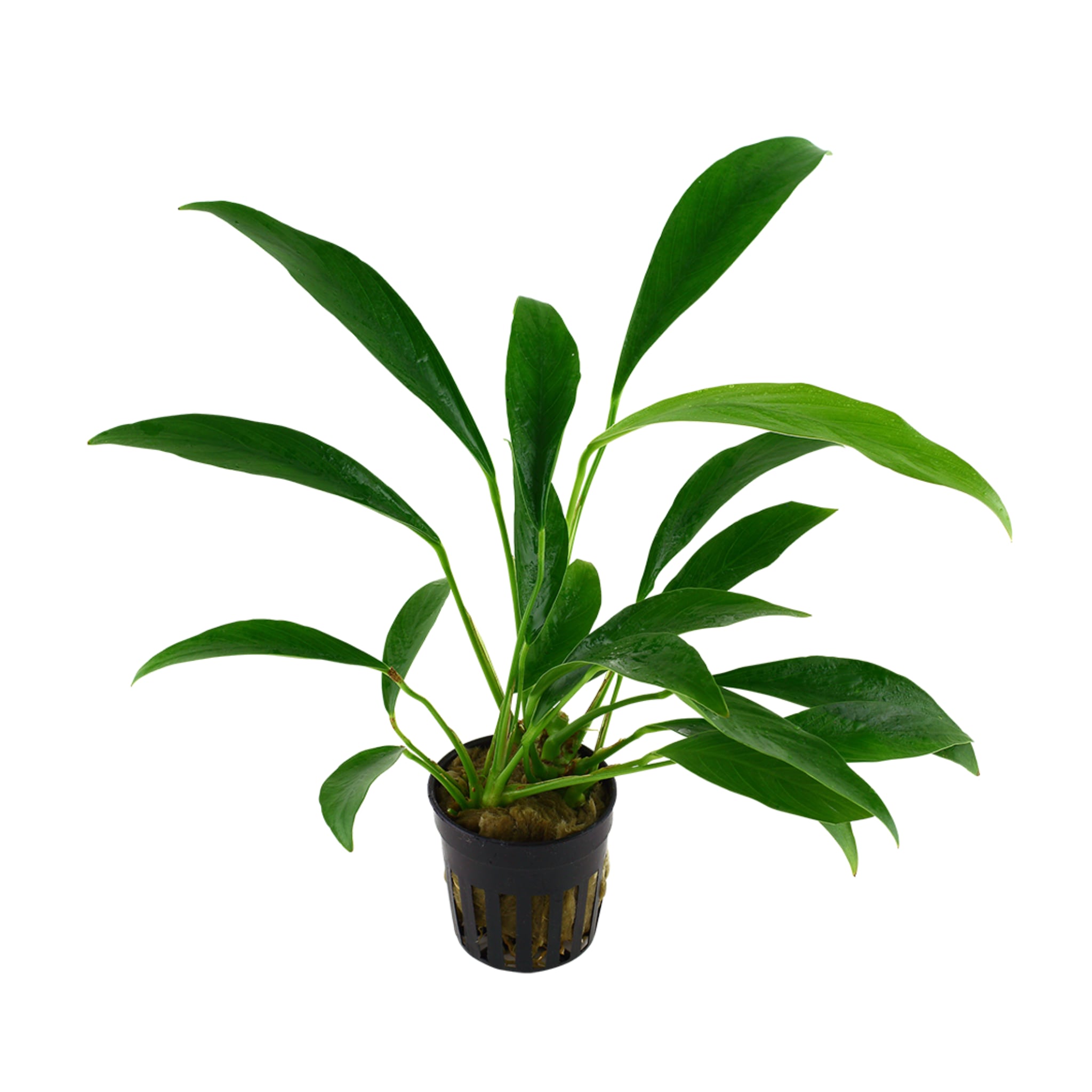 Anubias barteri var. glabra