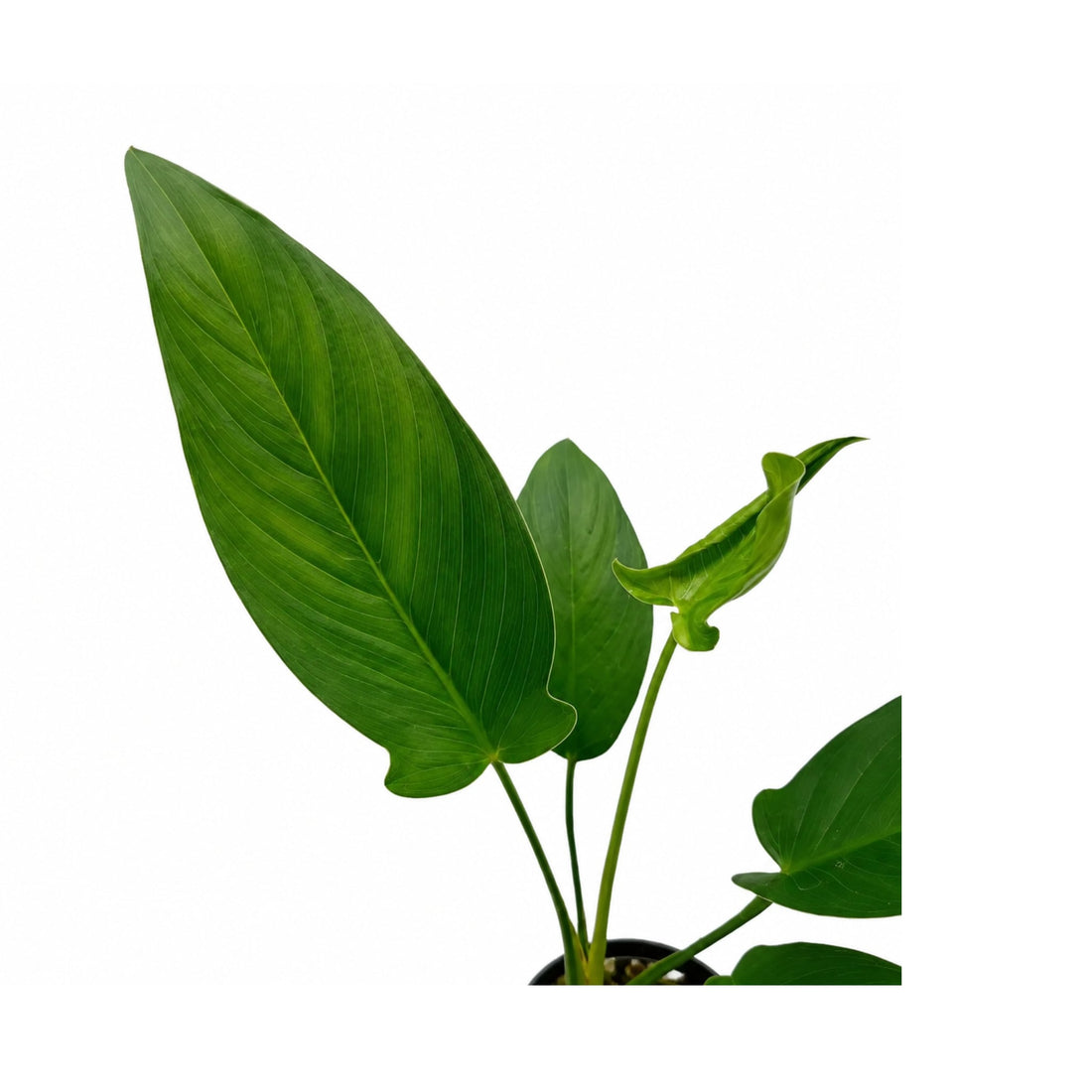 Anubias hastifolia