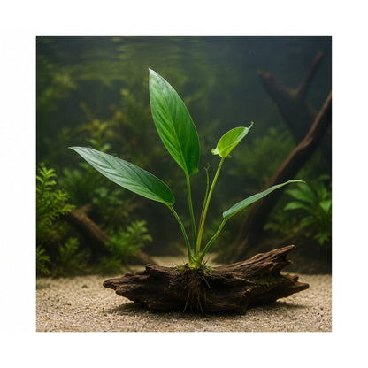 Anubias hastifolia