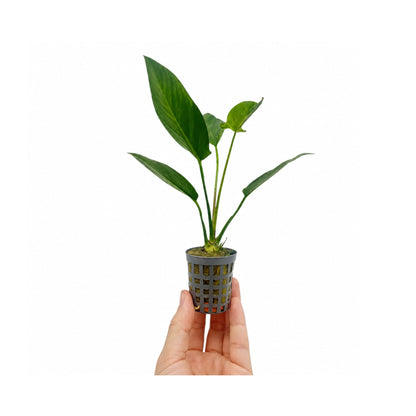 Anubias hastifolia