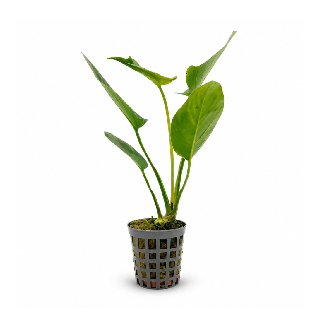 Anubias hastifolia