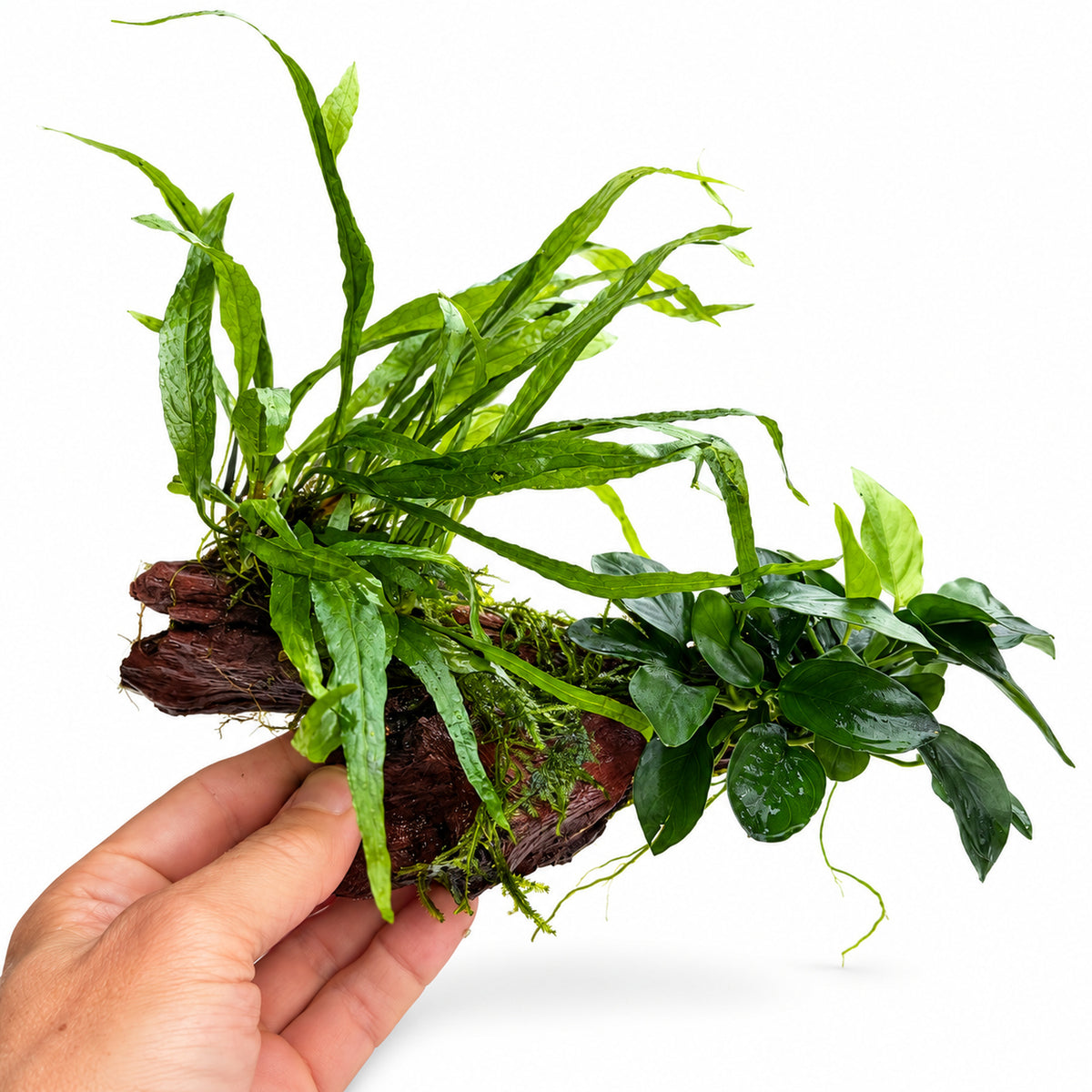 Anubias, Microsorum and Moss on Wood