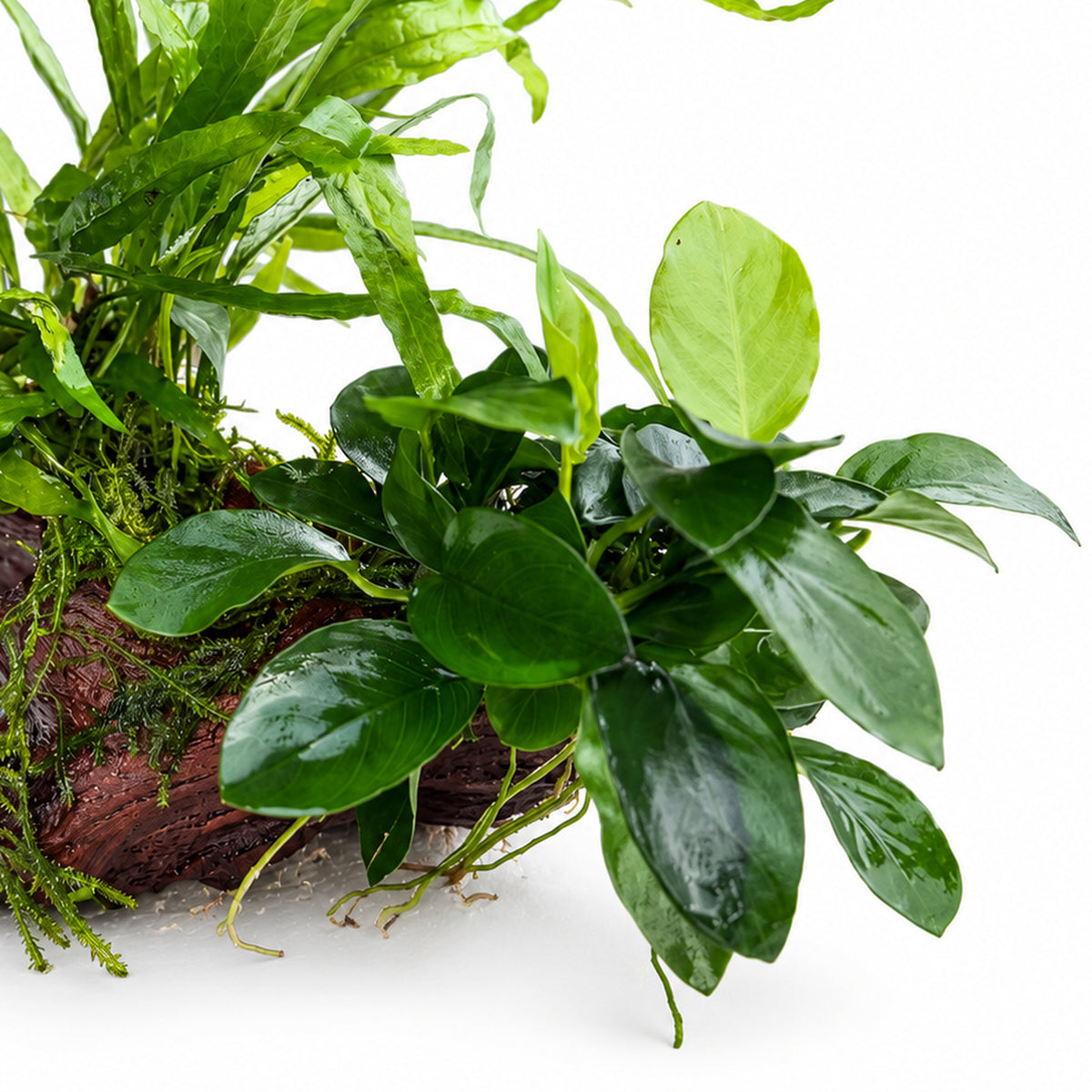 Anubias, Microsorum and Moss on Wood