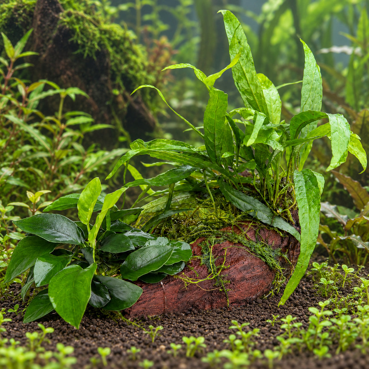 Anubias, Microsorum and Moss on Wood