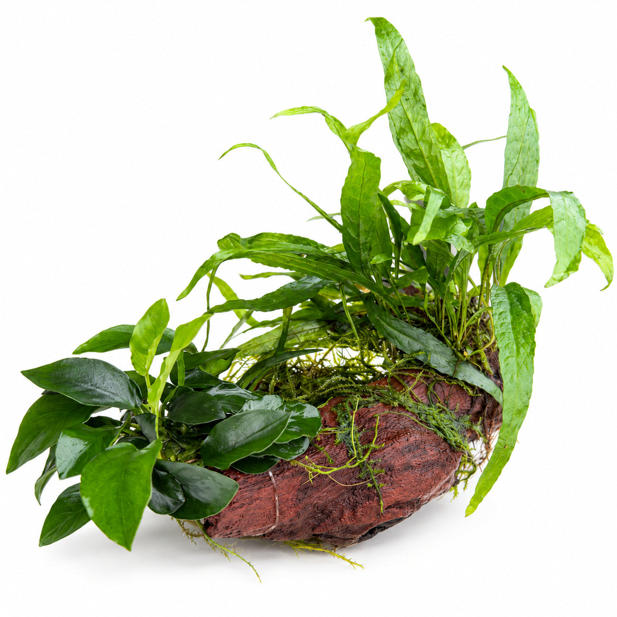Anubias, Microsorum and Moss on Wood