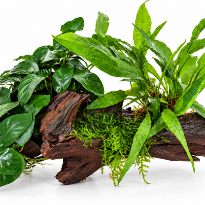 Anubias, Microsorum and Moss on Wood - XL