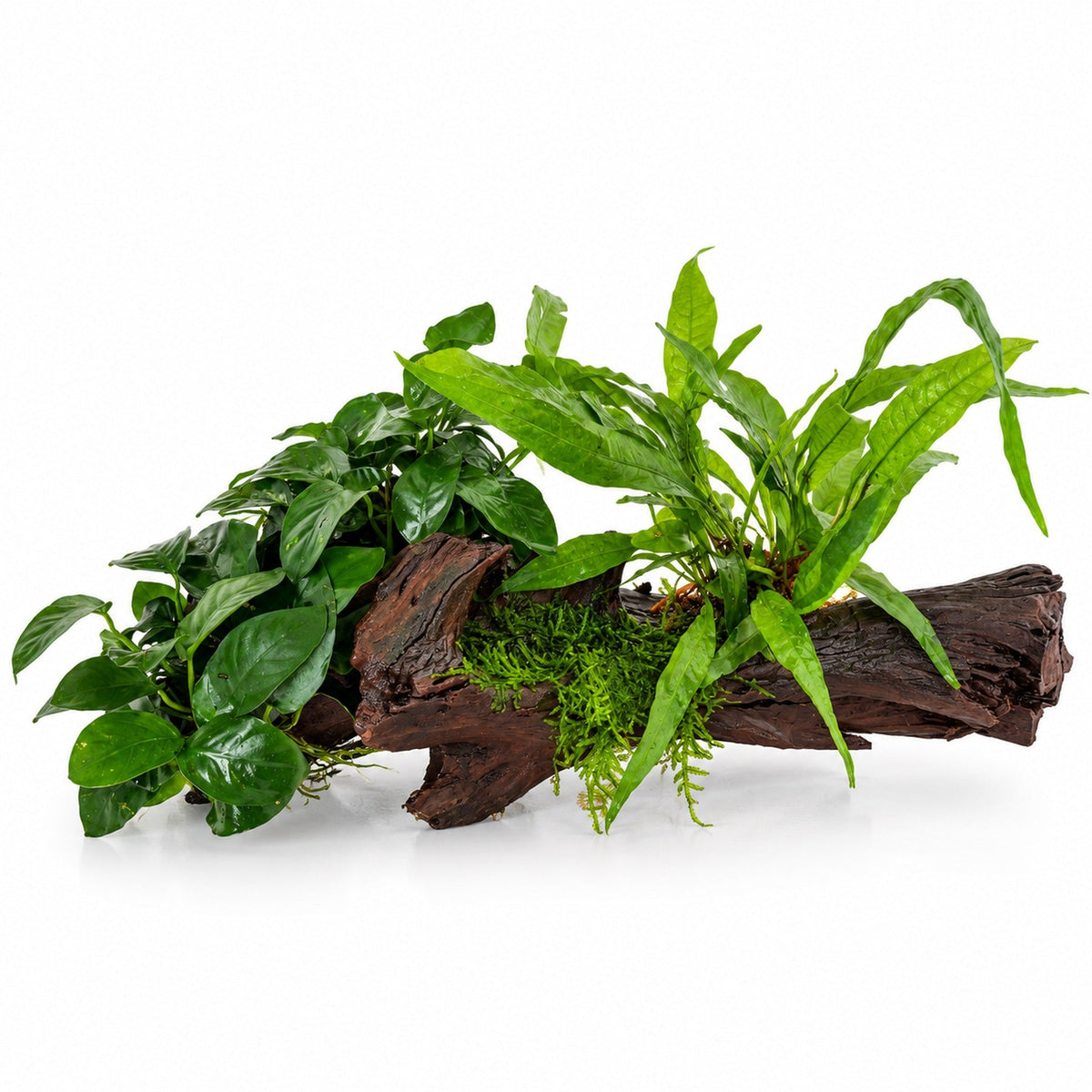 Anubias, Microsorum and Moss on Wood - XL
