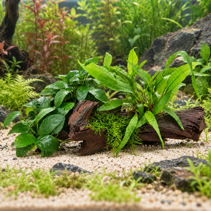 Anubias, Microsorum and Moss on Wood - XL