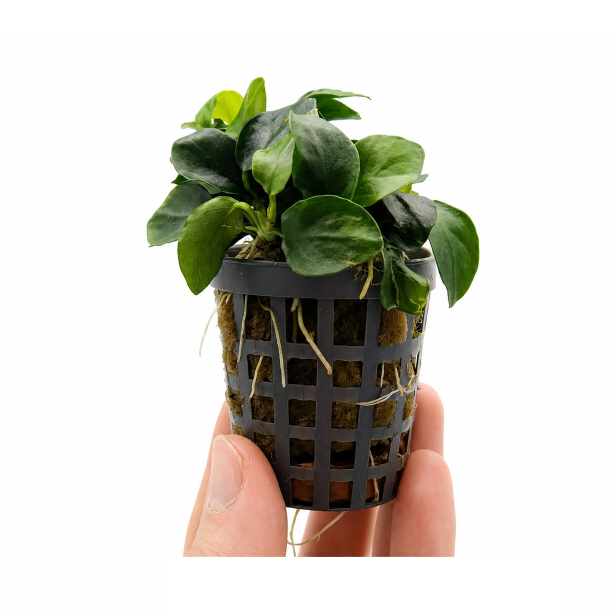 Anubias nana Bonsai