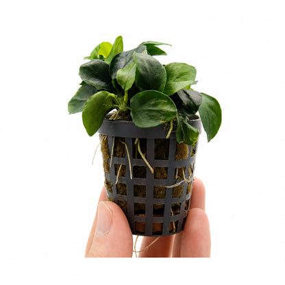 Anubias nana Bonsai