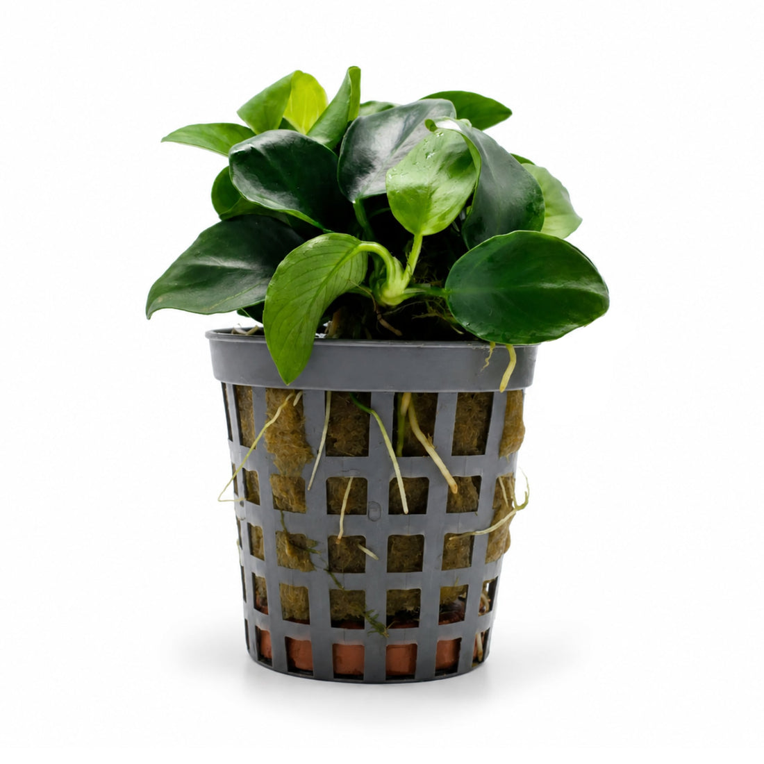 Anubias nana Bonsai