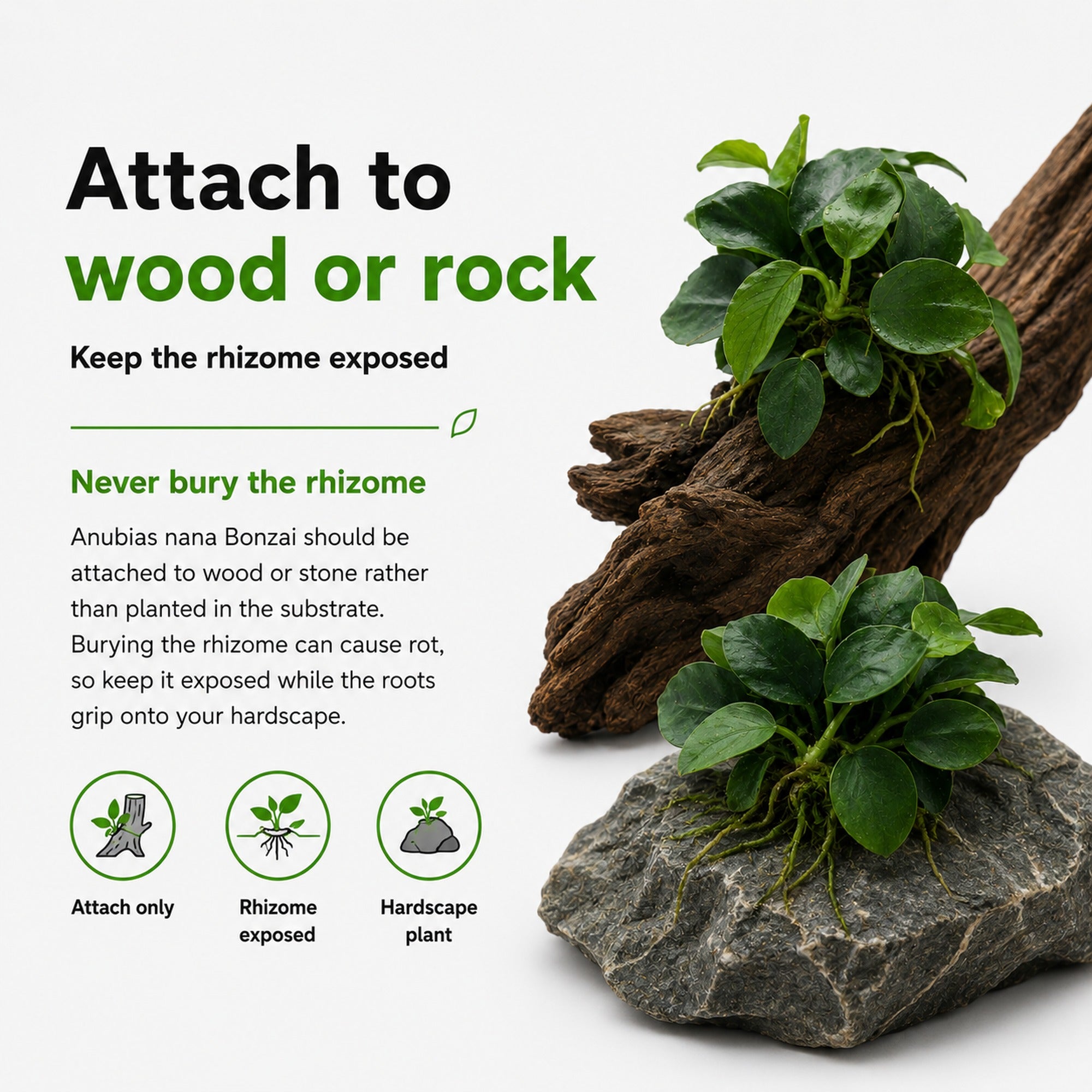 Anubias nana Bonzai plant attached to wood and rock with text on how to care for it.
