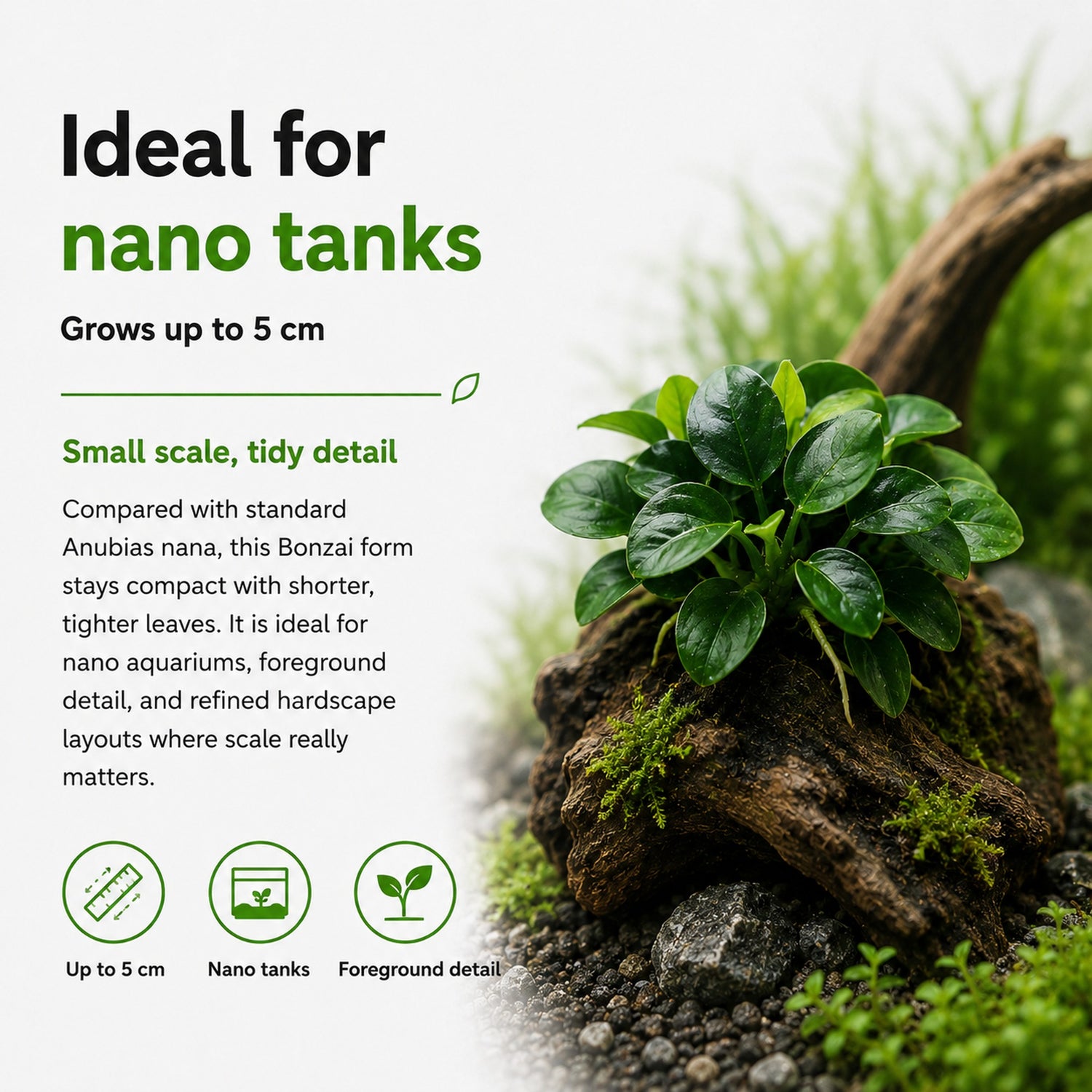 Small green plant on a rock with text about its suitability for nano tanks.