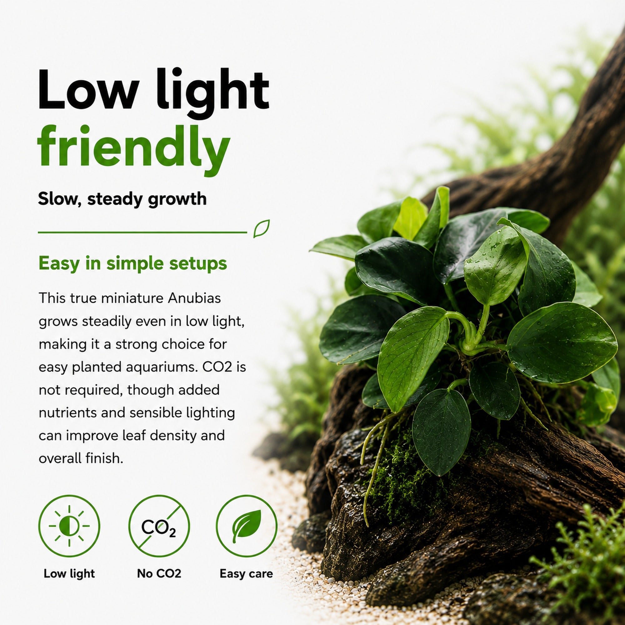 Green plant on a rock with text about low light friendliness and easy care.