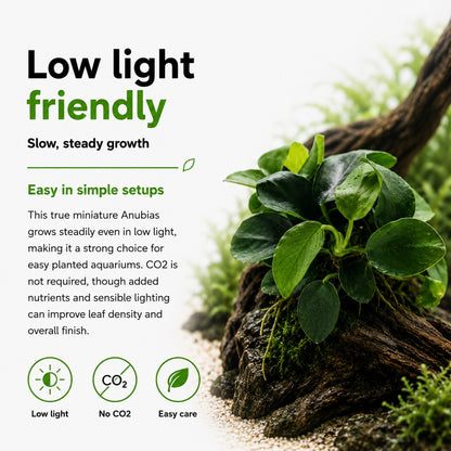 Green plant on a rock with text about low light friendliness and easy care.
