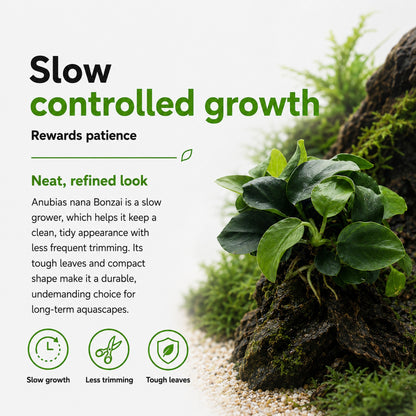 Anubias nana Bonzai plant with text about slow controlled growth and rewards patience.