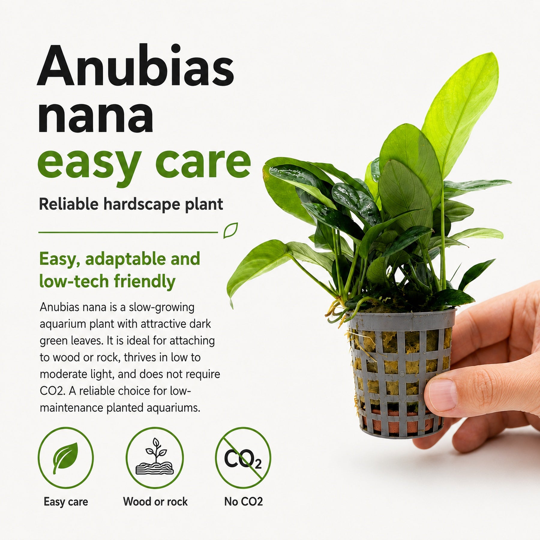 Anubias nana