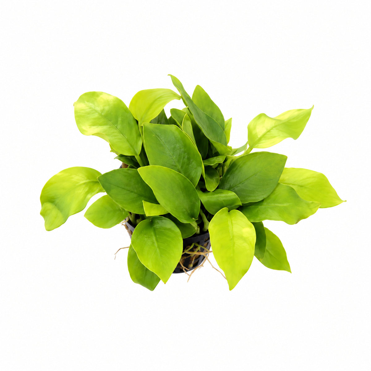 Anubias nana Gold potted aquarium plant angled view