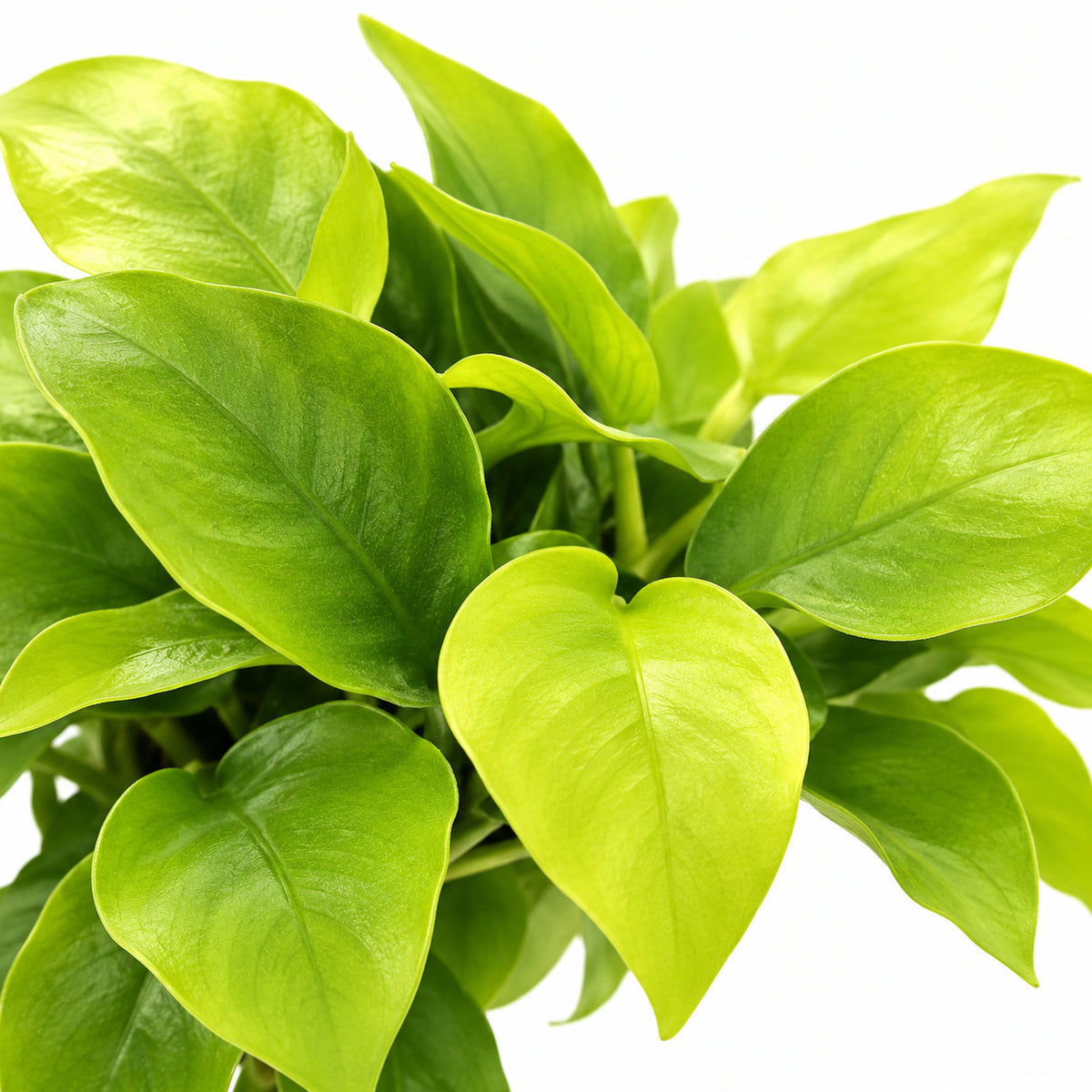 Anubias nana Gold yellow-green leaf detail