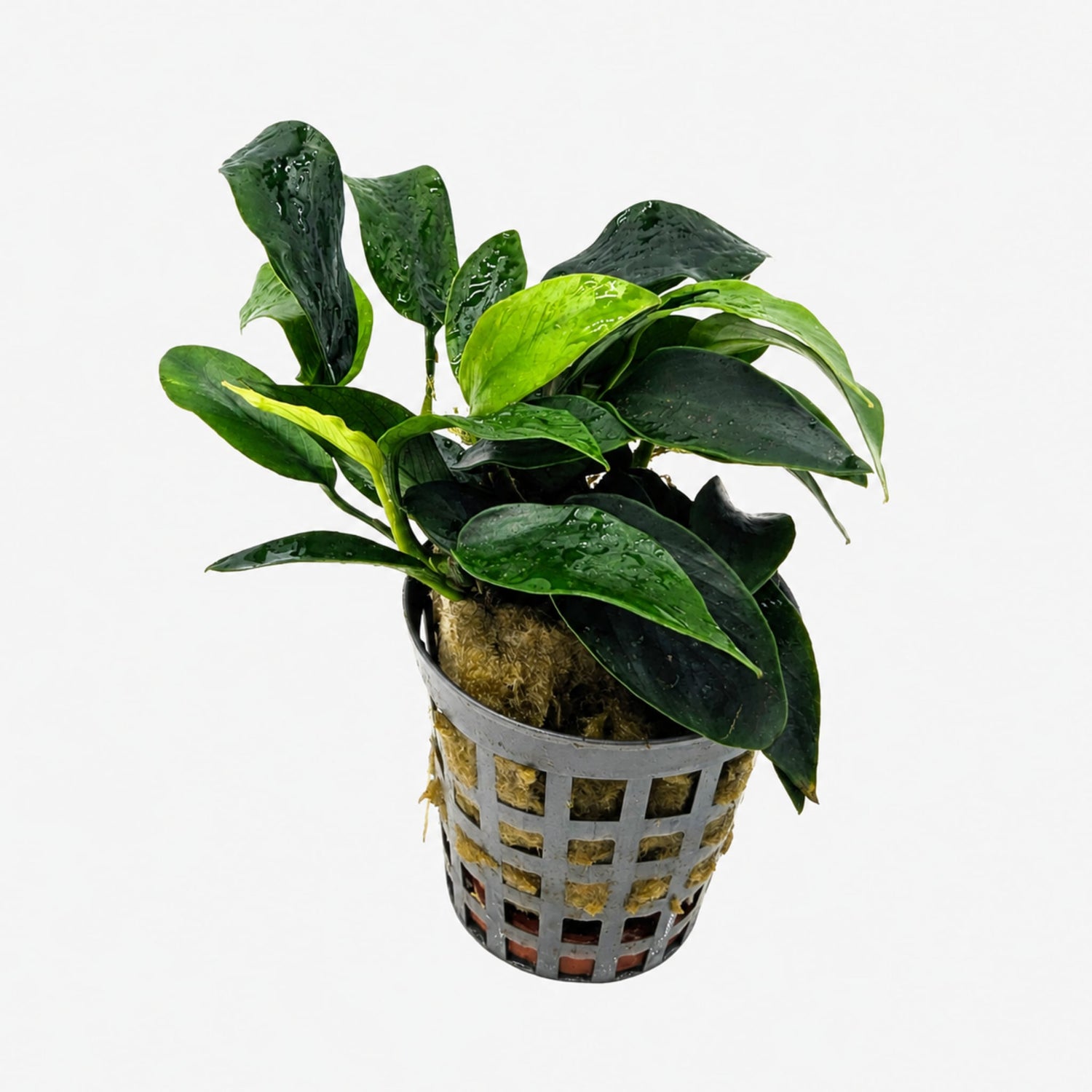 Anubias nana mini