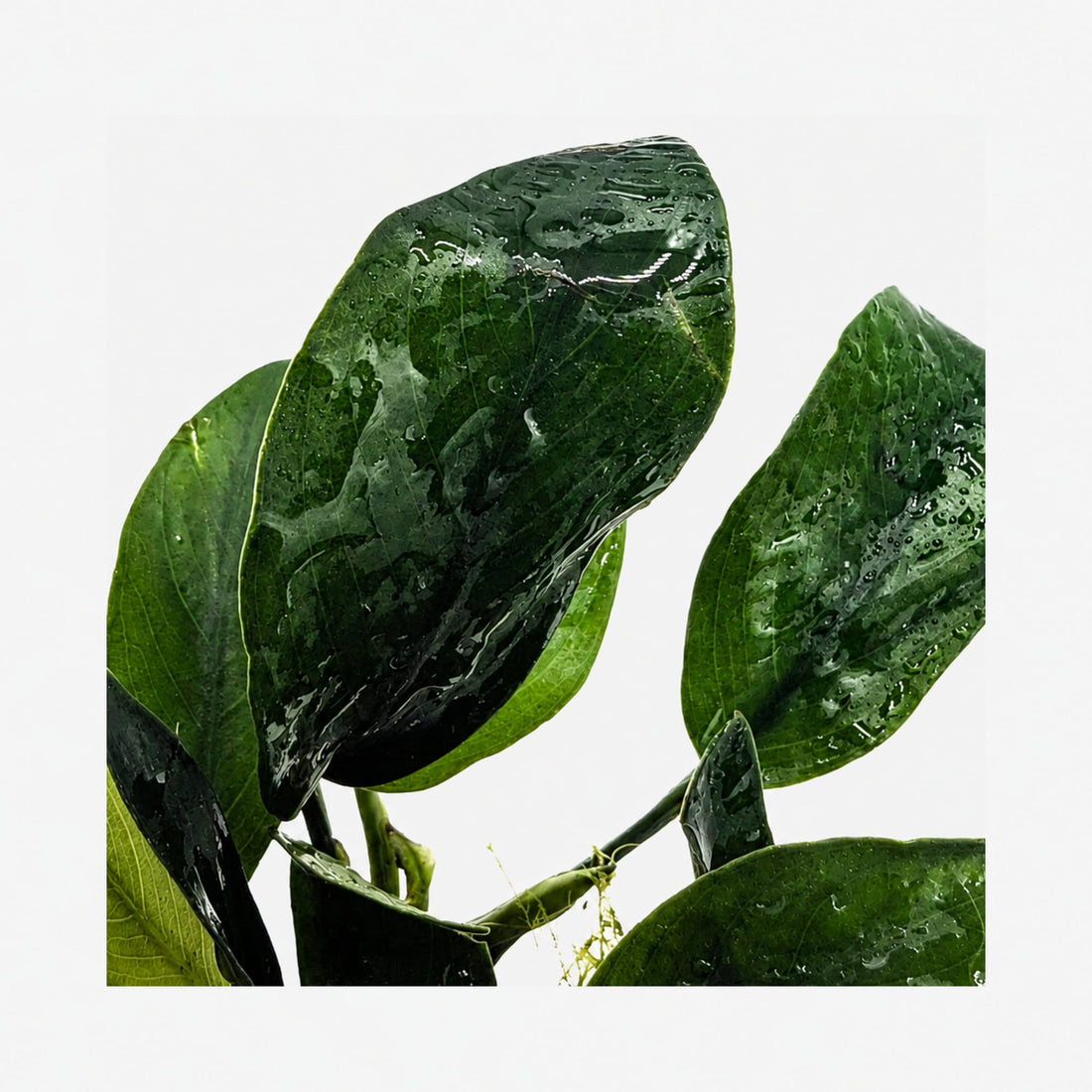 Anubias nana mini