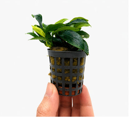 Anubias nana mini