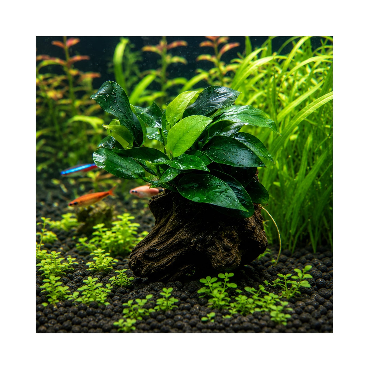 Anubias nana mini