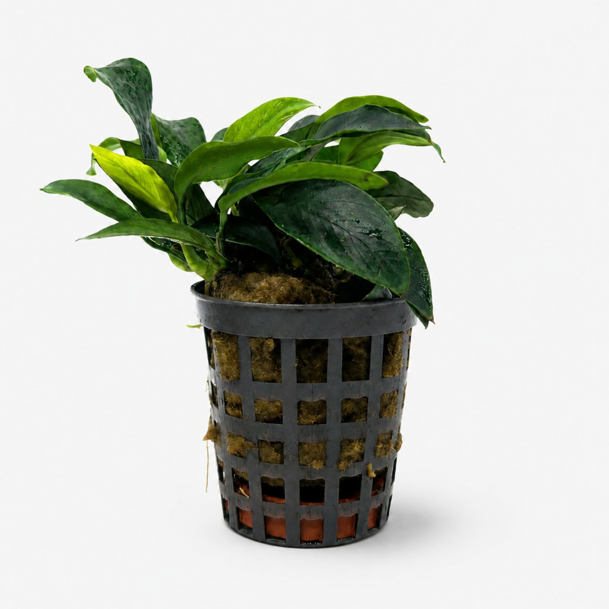 Anubias nana mini