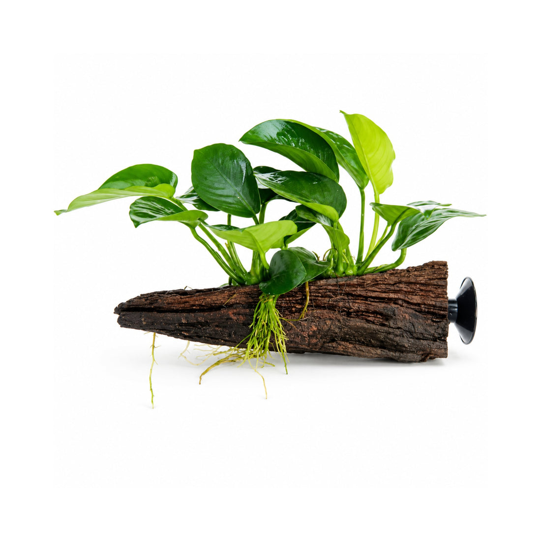 Anubias on Driftwood - Floating