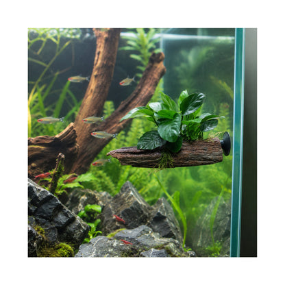 Anubias on Driftwood - Floating