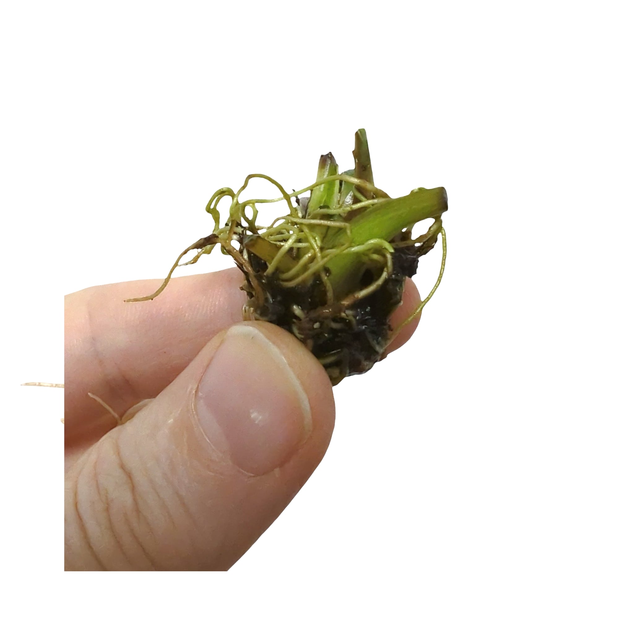 Aponogeton boivinianus Bulb