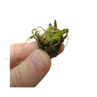 Aponogeton boivinianus Bulb