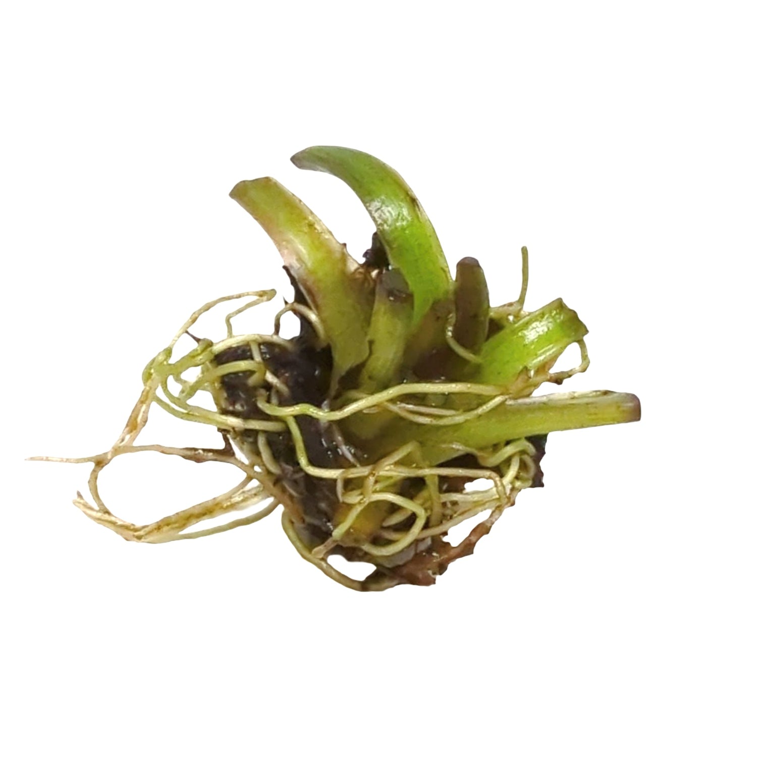 Aponogeton boivinianus Bulb