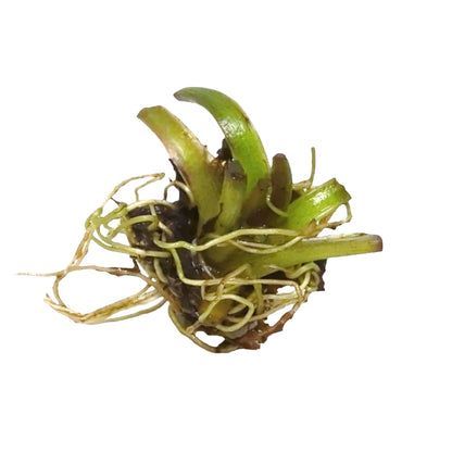 Aponogeton boivinianus Bulb