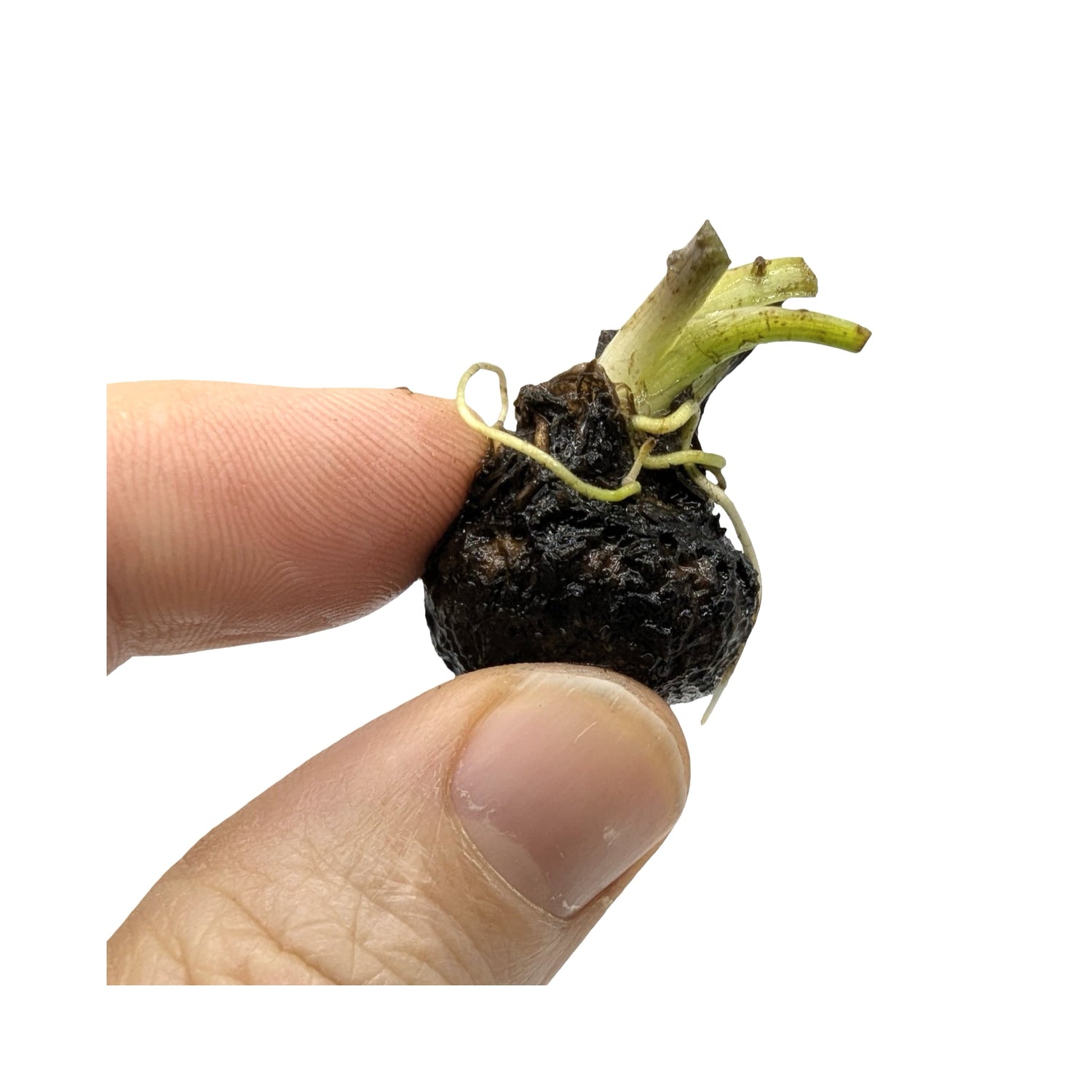 Aponogeton henkelianus Bulb