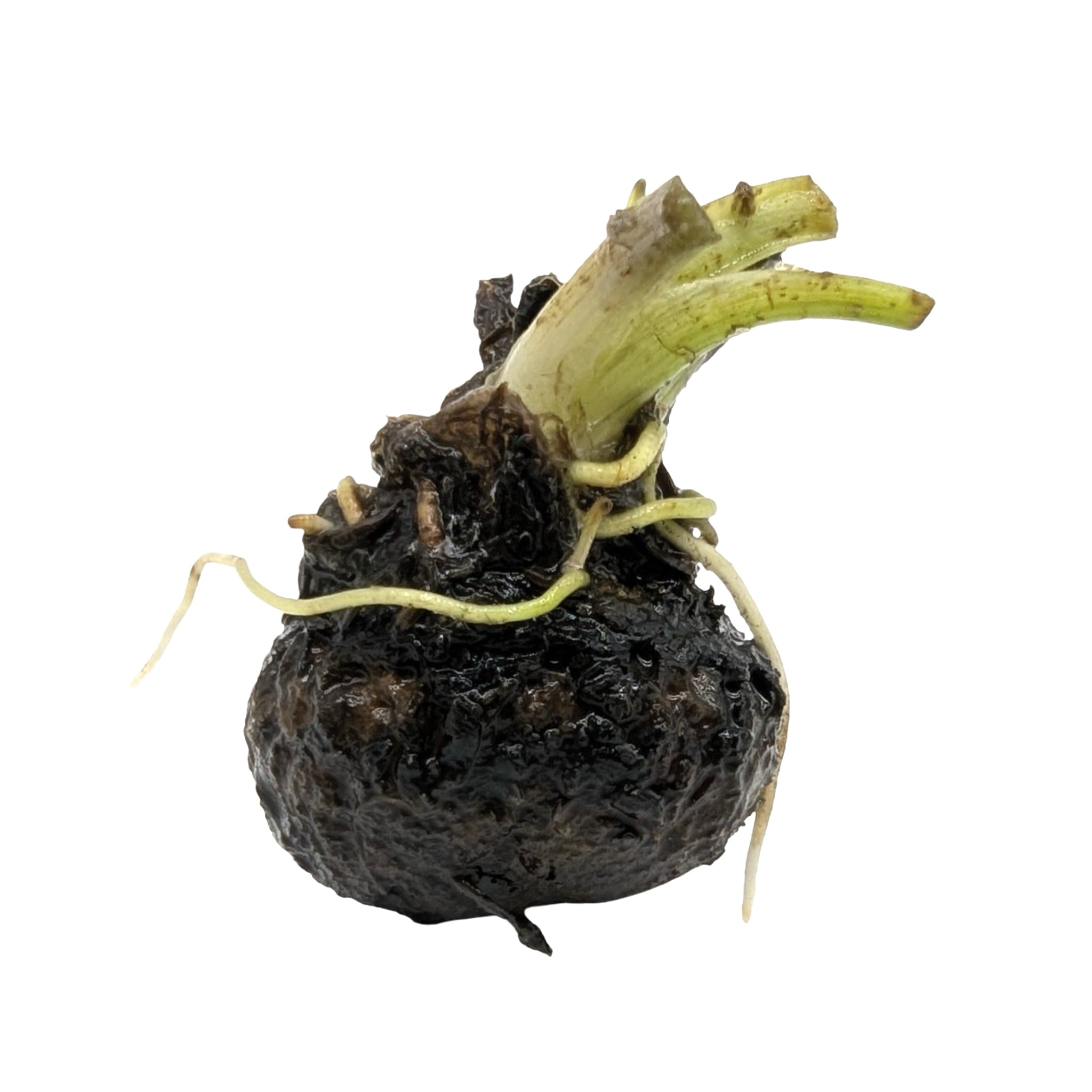 Aponogeton henkelianus Bulb