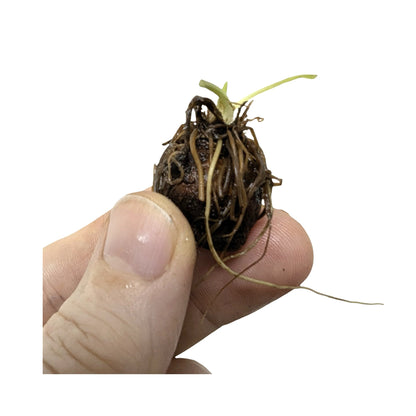 Aponogeton longiplumulosis Bulb