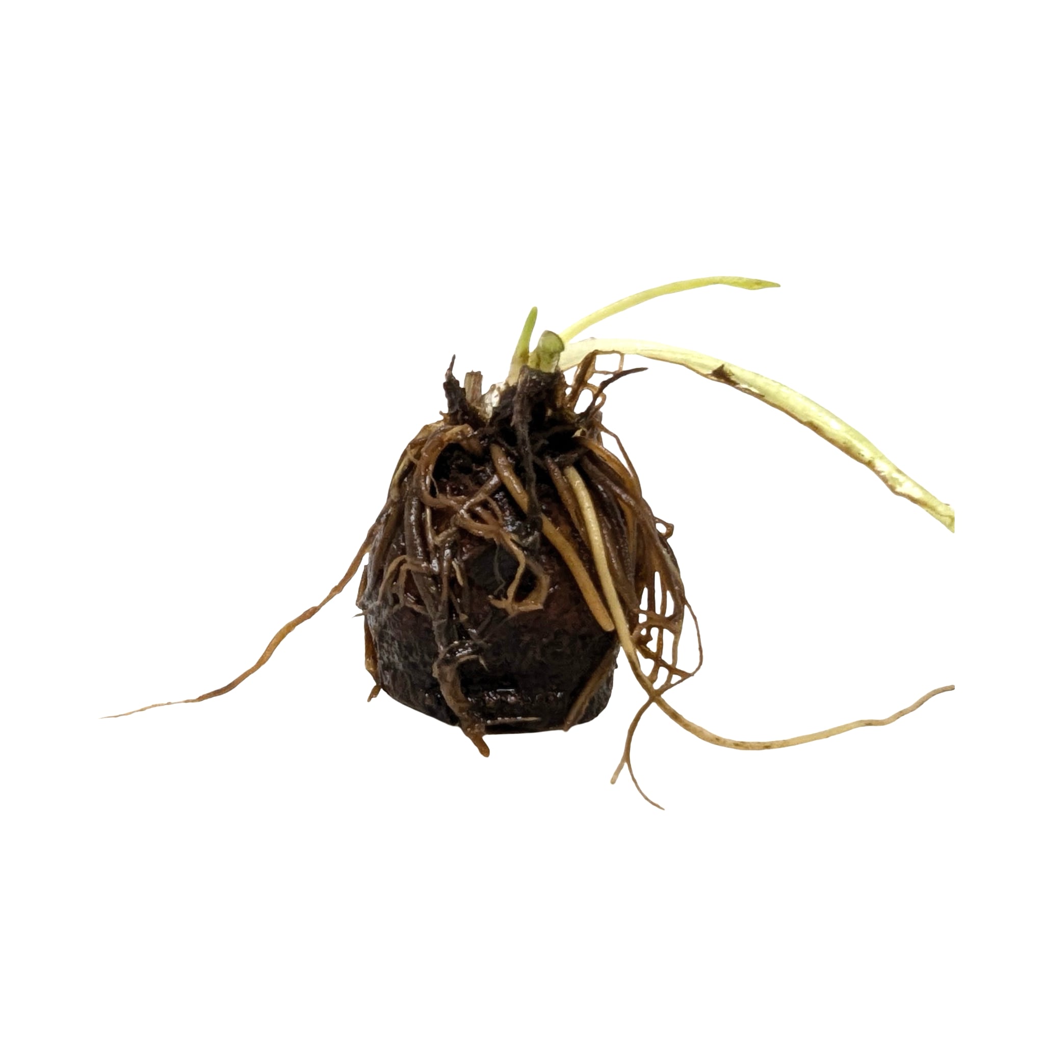 Aponogeton longiplumulosis Bulb