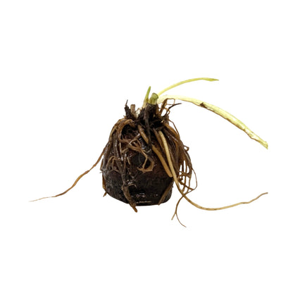 Aponogeton longiplumulosis Bulb