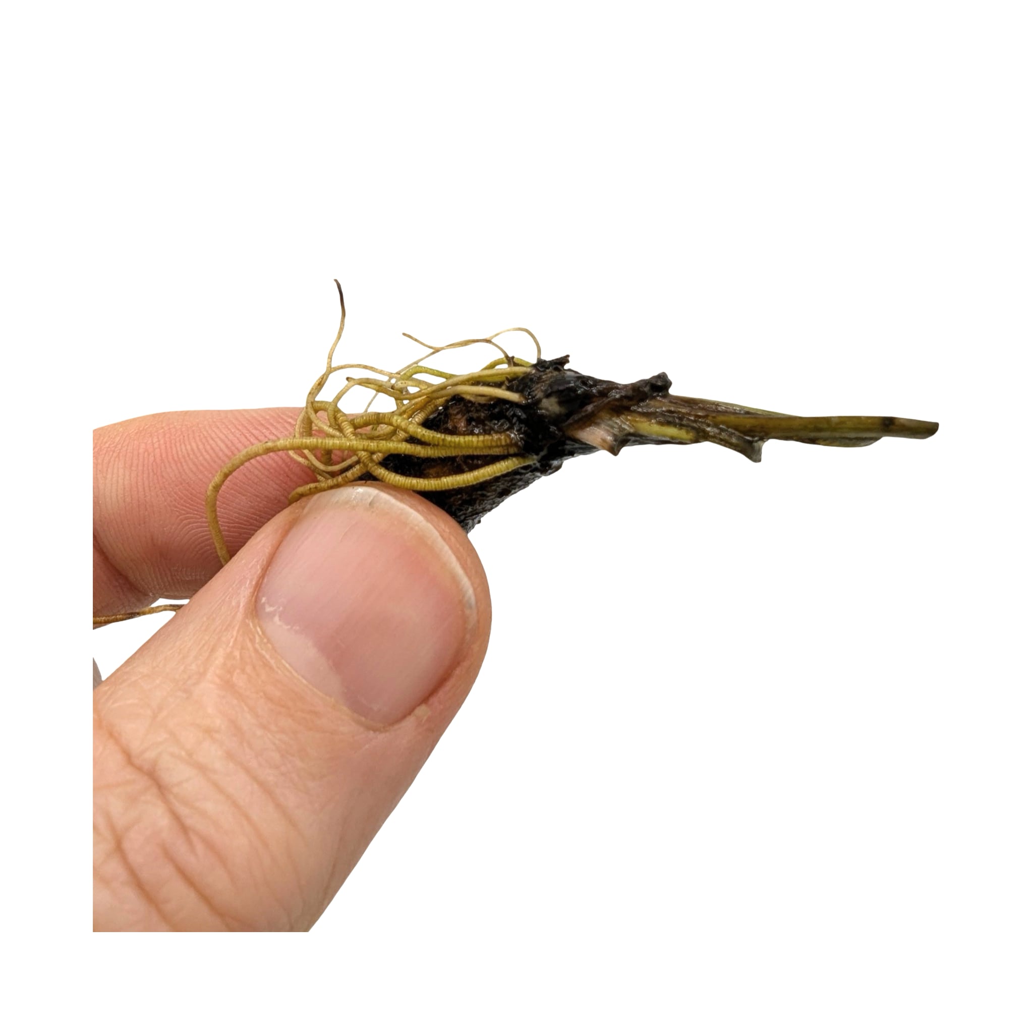 Aponogeton madagascariensis Bulb (Lace plant)