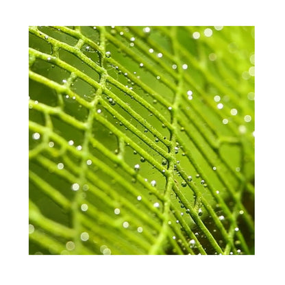 Aponogeton madagascariensis Bulb (Lace plant)