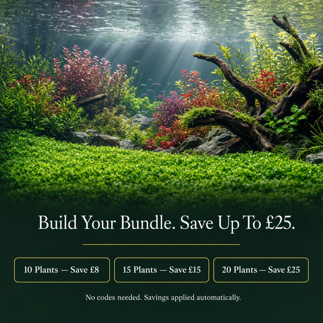 Build Your Plant Bundle