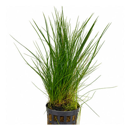 Eleocharis acicularis