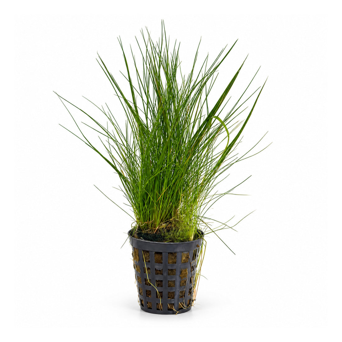Eleocharis acicularis