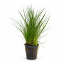 Eleocharis acicularis